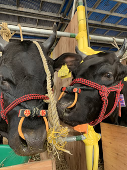 秋田県議会議員　原幸子（はらこうこ）